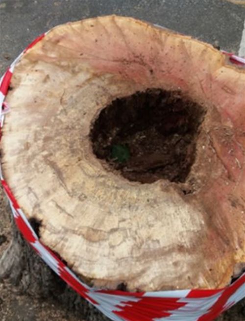 The intense white rot of the wood shown following dismantling of the host London plane